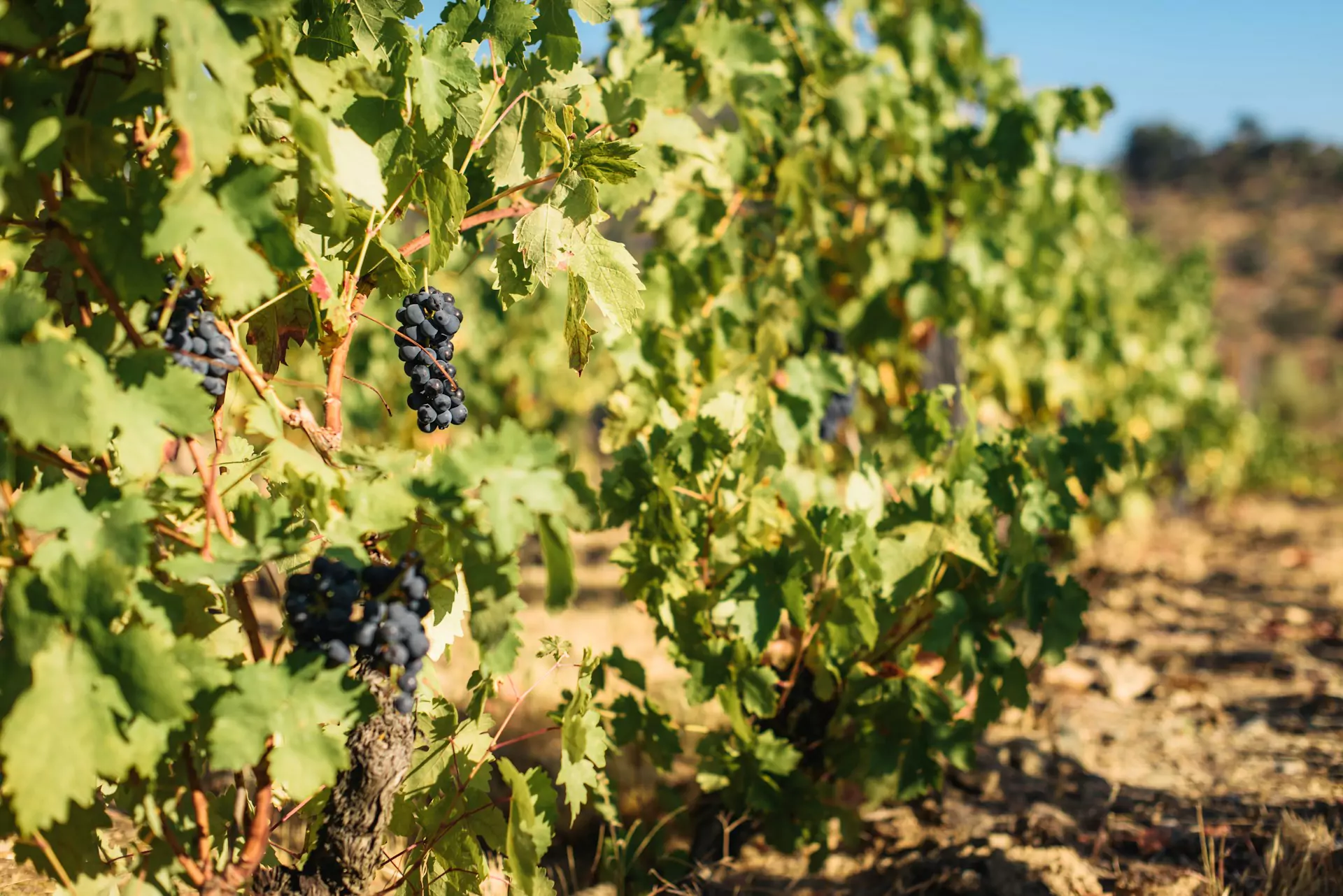 Wine & History Tour Alentejo